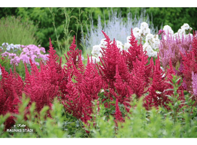 Astilbe chinensis   'Cardinal'